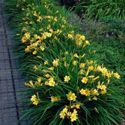 Лилейник СТЕЛЛА ДЕ ОРО гибридный в Рогачеве