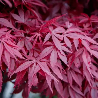 Клен дланевидный АТРОПУРПУРЕУМ в Рогачеве