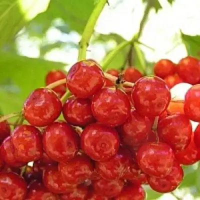 Калина КИЕВСКАЯ САДОВАЯ в Рогачеве