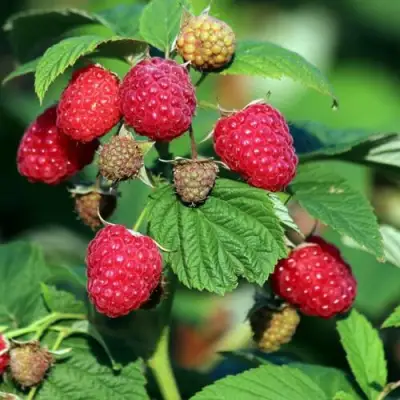 Малиновое дерево СКАЗКА в Рогачеве