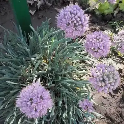 Лук СПИРАЛИС горный в Рогачеве