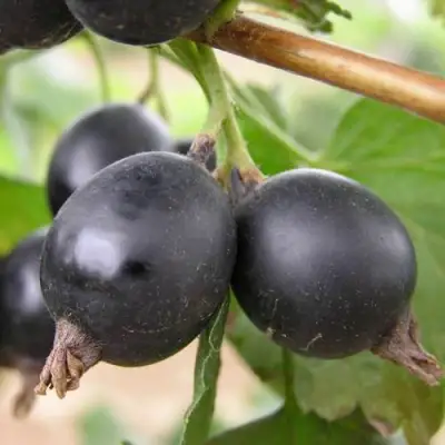 ЙОШТА в Рогачеве