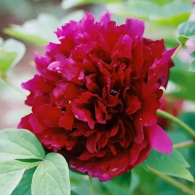 Пион ГАЛАКТИКА травянистый в Рогачеве