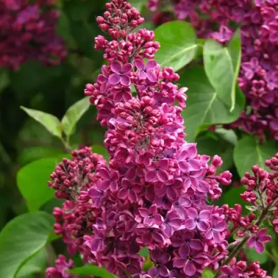 Сирень ЗНАМЯ ЛЕНИНА в Рогачеве