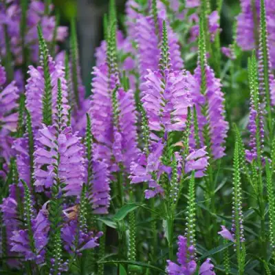 Физостегия РОЗЕЯ виргинская в Рогачеве