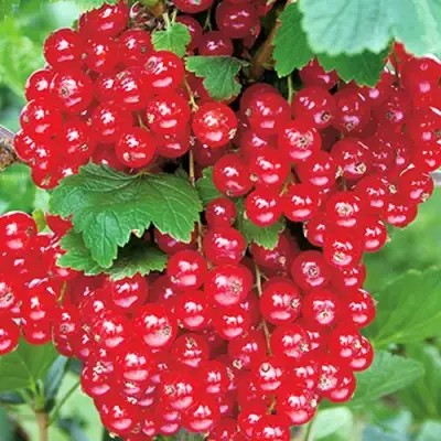 Смородина красная РУДНЕУС в Рогачеве