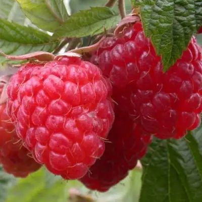 Малина ПИНГВИН в Рогачеве