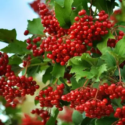 Калина ТАЕЖНЫЕ РУБИНЫ в Рогачеве