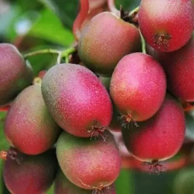 Актинидия ВЕЙКИ аргута в Рогачеве