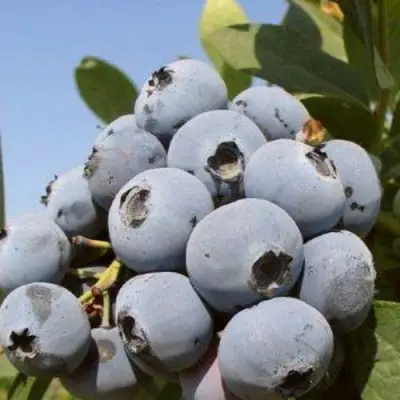 Голубика ЦУКЕР ТРАУБЕ в Рогачеве