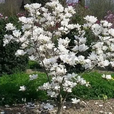 Магнолия АЛЬБА СУПЕРБА в Рогачеве