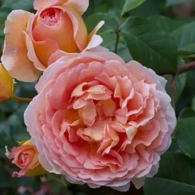 Роза АБРАХАМ ДЕРБИ английская в Рогачеве