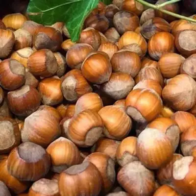 Фундук ТОНДА ДЖИФФОНИ в Рогачеве