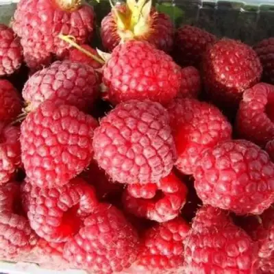 Малина ПОЛЕСЬЕ в Рогачеве