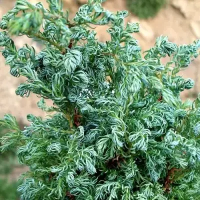 Кипарисовик БЕБИ БЛЮ горохоплодный в Рогачеве