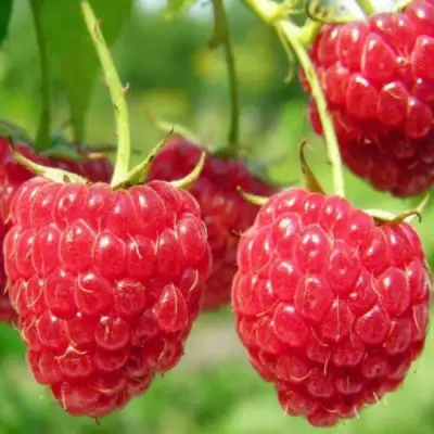 Малина ПИНГВИН в Рогачеве