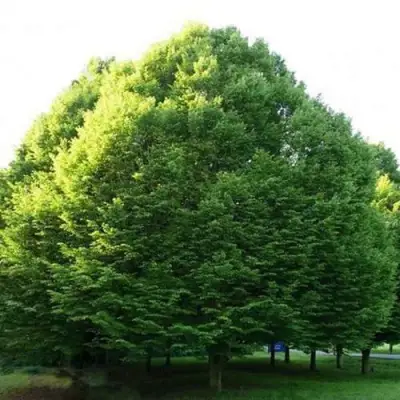 Граб японский в Рогачеве