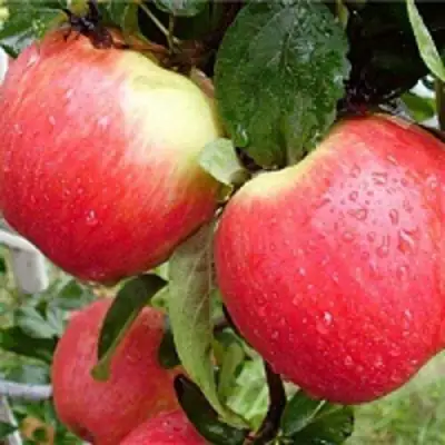 Яблоня ЖЕНЕВА (ЖЕНЕВА ЭРЛИ) в Рогачеве