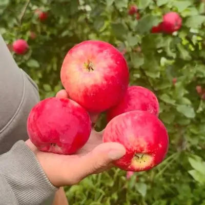 Яблоня АКСЕНА в Рогачеве