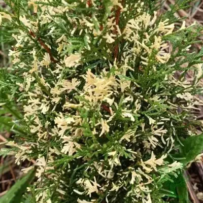 Туя БРАБАНТ ВАРИЕГАТТА западная в Рогачеве