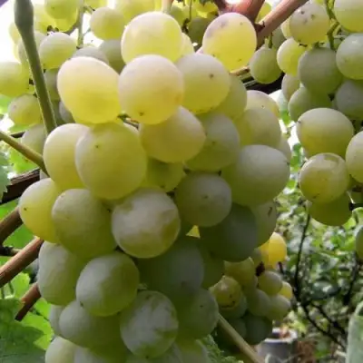 Виноград ТАЛИСМАН в Рогачеве