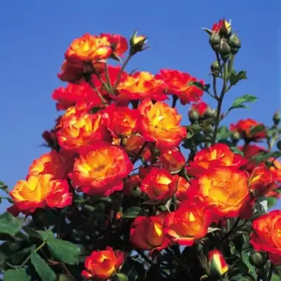 Роза ТАЙФУН спрей в Рогачеве