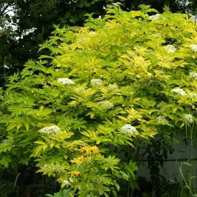 Бузина черная АУРЕА в Рогачеве