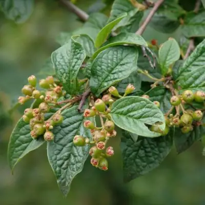Кизильник пузырчатый в Рогачеве