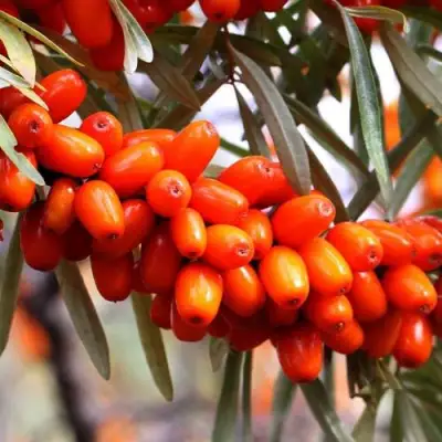 Облепиха ДЖЕМОВАЯ в Рогачеве