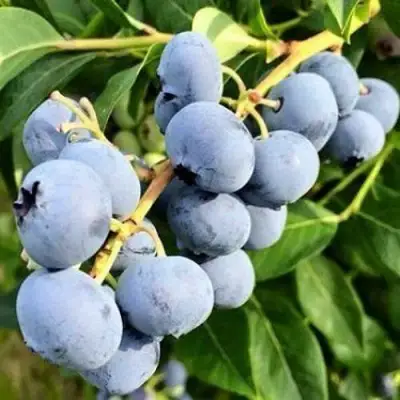 Голубика БЛЮДЖЕЙ в Рогачеве