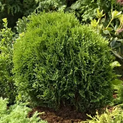 Туя ТИНИ ТИМ западная в Рогачеве