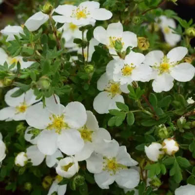 Лапчатка АББОТСВУД кустарниковая в Рогачеве