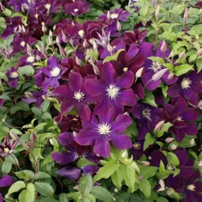 Клематис ГЕРОИ ВАРШАВЫ в Рогачеве