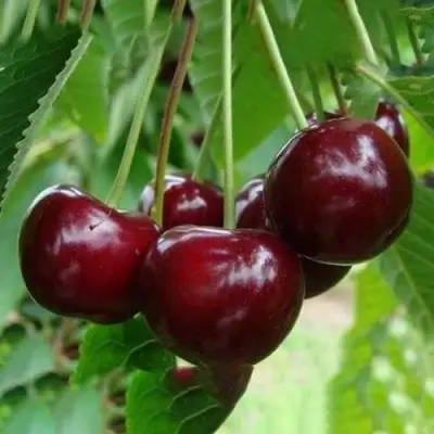 Вишня ЖАДАНА в Рогачеве