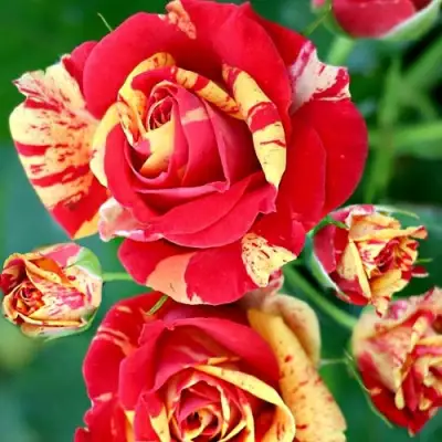 Роза ФАЙЕР ФЛЕШ спрей в Рогачеве