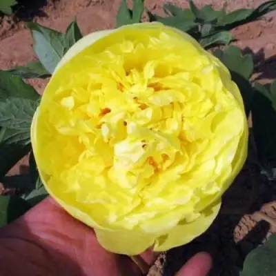 Пион ЗОЛОТО ПОДНЕБЕСНОЙ древовидный в Рогачеве