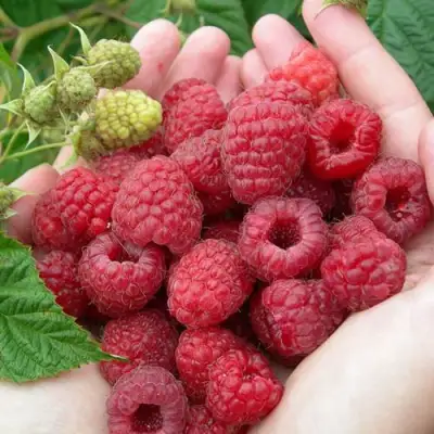 Малина МОЛЛИНГ ДЖУНО в Рогачеве