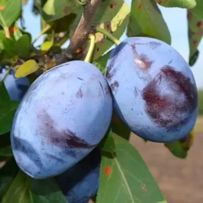 Слива ЧАЧАКСКАЯ ЛЕПОТИКА в Рогачеве