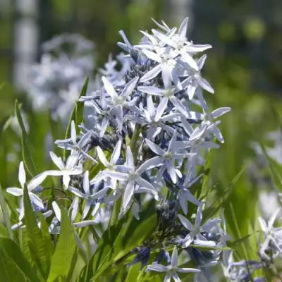 Амсония ТАБЕРНЕМОНТАНА в Рогачеве