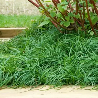 Осока БИТЛЗ в Рогачеве