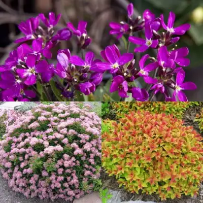 Комплект ЯПОНСКИЙ САД в Рогачеве