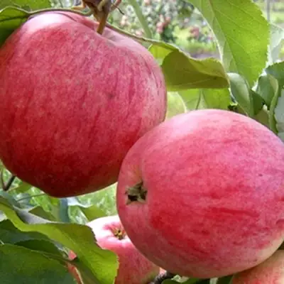 Яблоня РОЗОВЫЙ НАЛИВ в Рогачеве