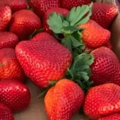 Клубника МОНТЕРЕЙ ремонтантная в Рогачеве