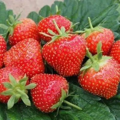 Клубника ЭЛЬСАНТА в Рогачеве