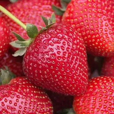 Клубника СЕЛЬВА ремонтантная в Рогачеве