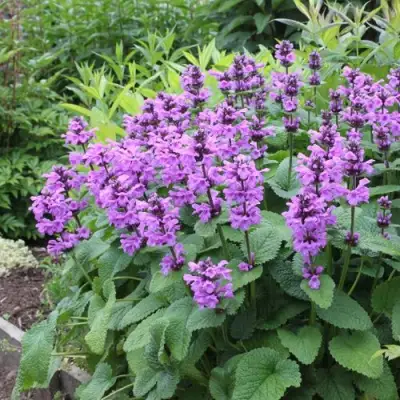 Буквица крупноцветковая в Рогачеве