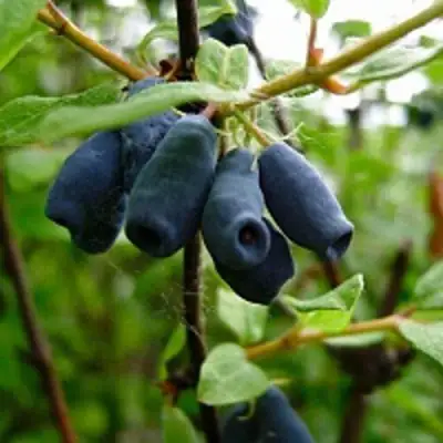 Жимолость съедобная ВОЛХОВА в Рогачеве