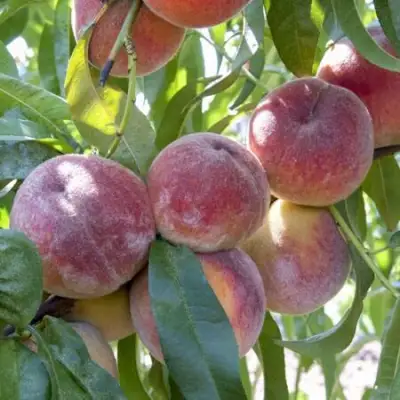 Персик ЗАРМЕНЮ в Рогачеве