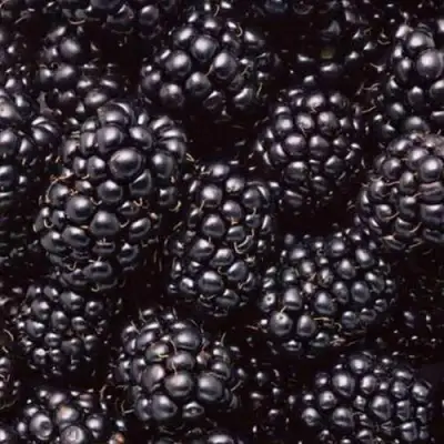 Ежевика ОРКАН бесшипная  в Рогачеве