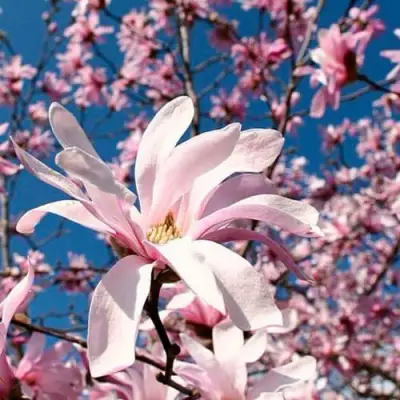 Магнолия РОЗЕЯ в Рогачеве